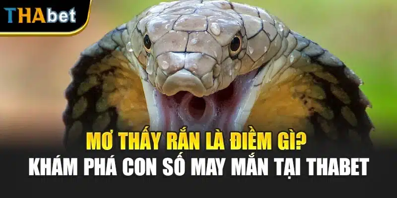 Mơ Thấy Rắn Là Điềm Gì? Khám Phá Con Số May Mắn Tại Thabet